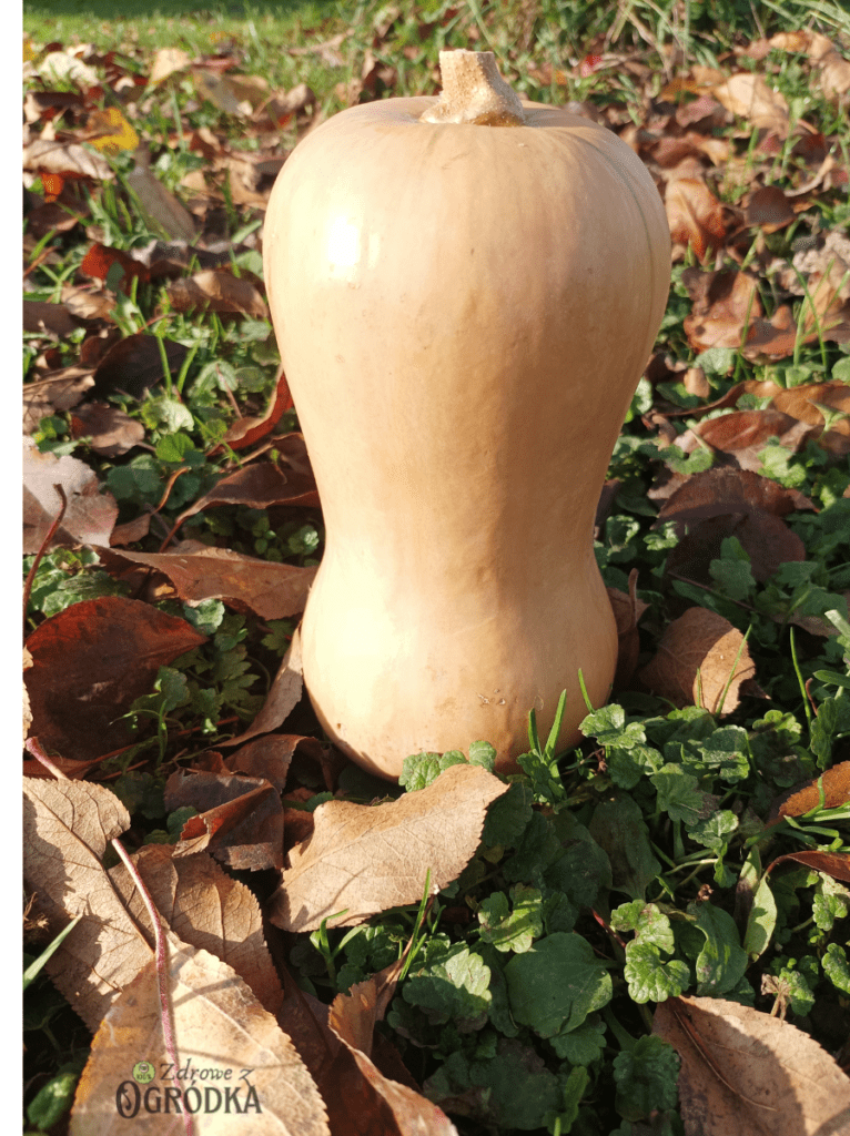 Dynia piżmowa ma gładką skórkę i intensywnie żółty miąższ