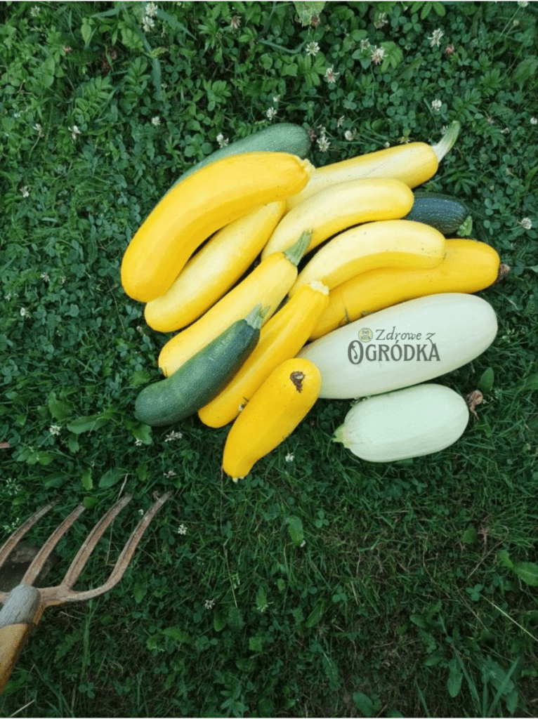 Cukinia wartości odżywcze