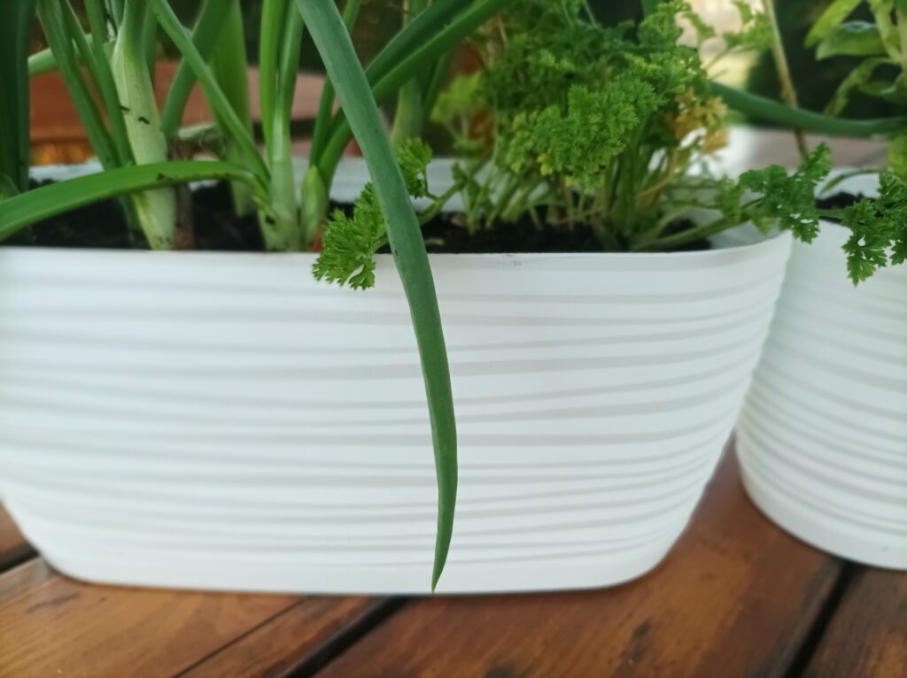 Zioła na parapecie w kuchni w białej doniczce