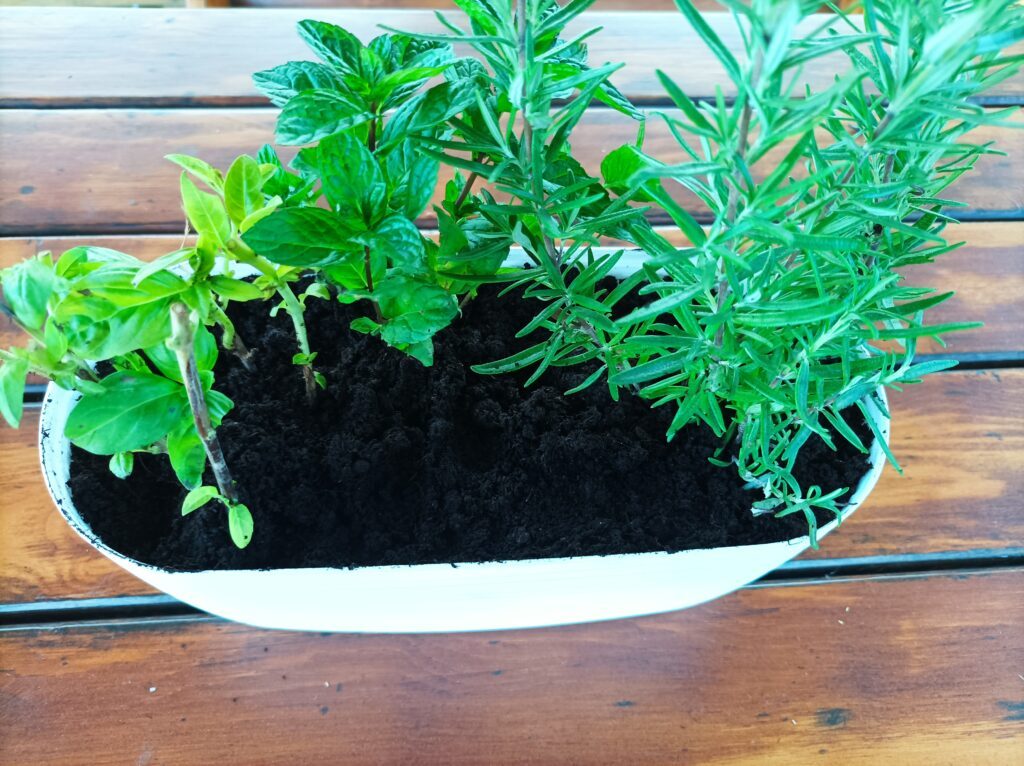 Zioła w białej doniczce na parapecie