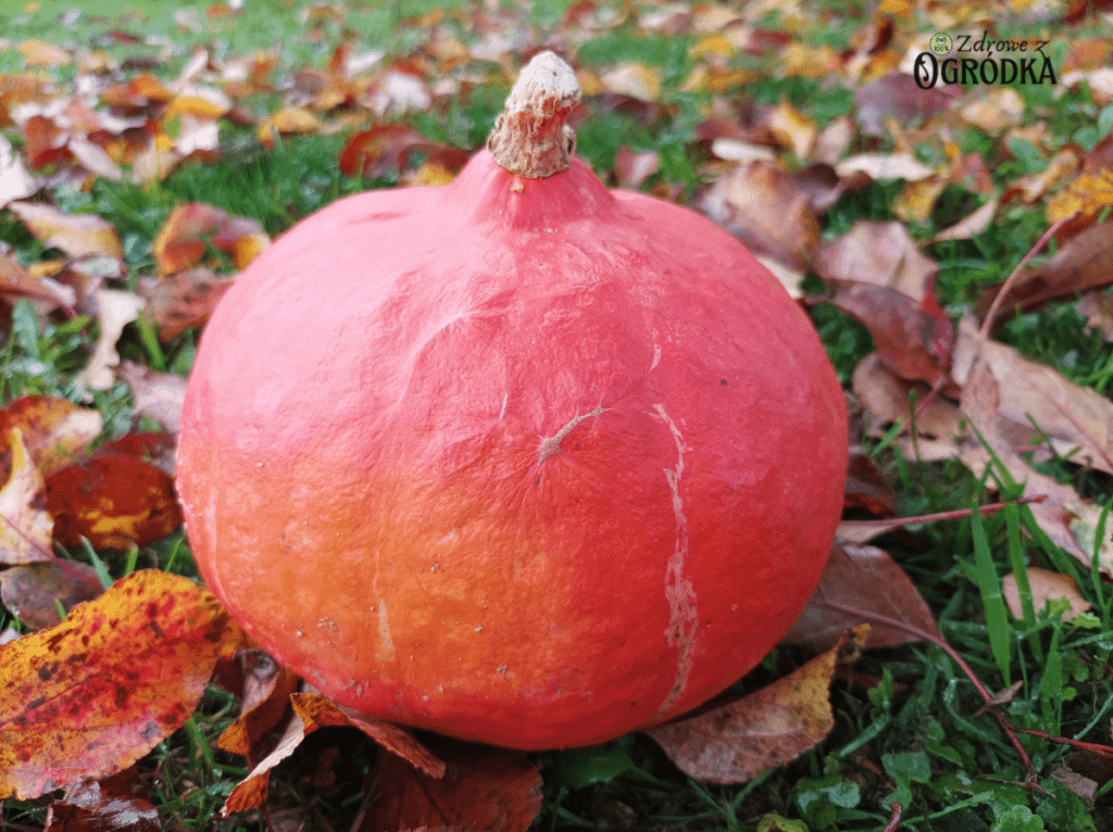 Dynia hokkaido jest niewielka i zazwyczaj waży około 1 kg