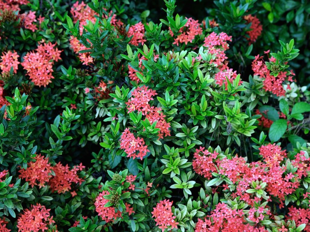 Jak zakwasić ziemię domowym sposobem, jak zakwasic ziemie