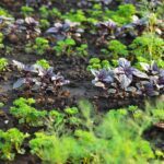 Uprawa współrzędna warzyw najlepsze sąsiedztwo