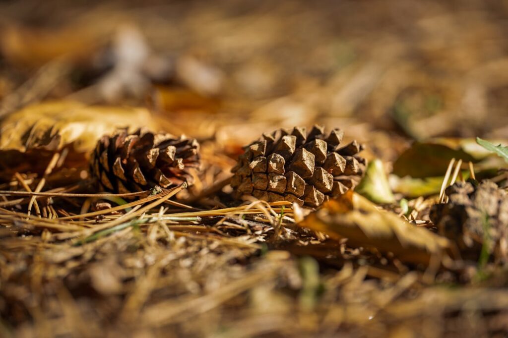 Na kwaśny kompost nadają się igły i szyszki sosnowe