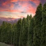 Najlepsza piła elektryczna do cięcia tui