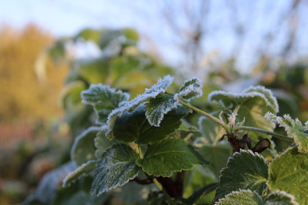 Cięcie malin po przymrozkach w listopadzie