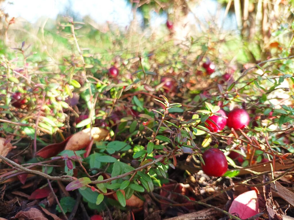 Jak uprawiać żurawinę w ogrodzie