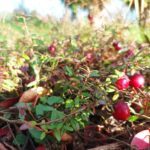 Jak uprawiać żurawinę w ogrodzie