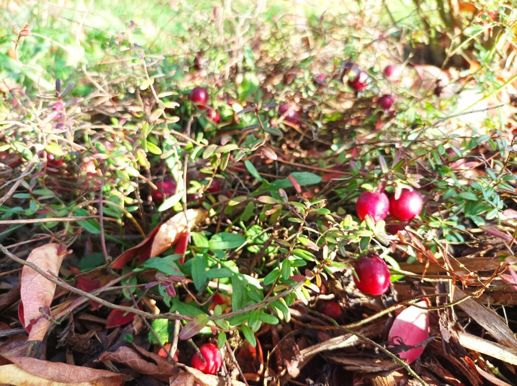 Uprawa żurawiny w ogrodzie krok po kroku