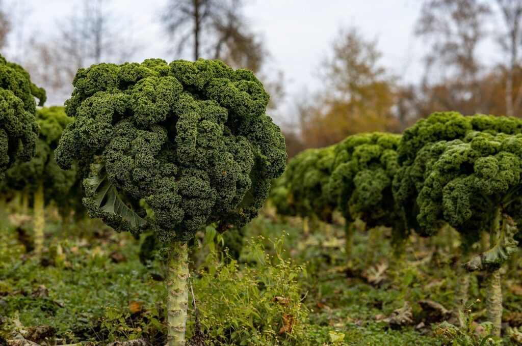 Jarmuż zostawiony na grządkach na zimę