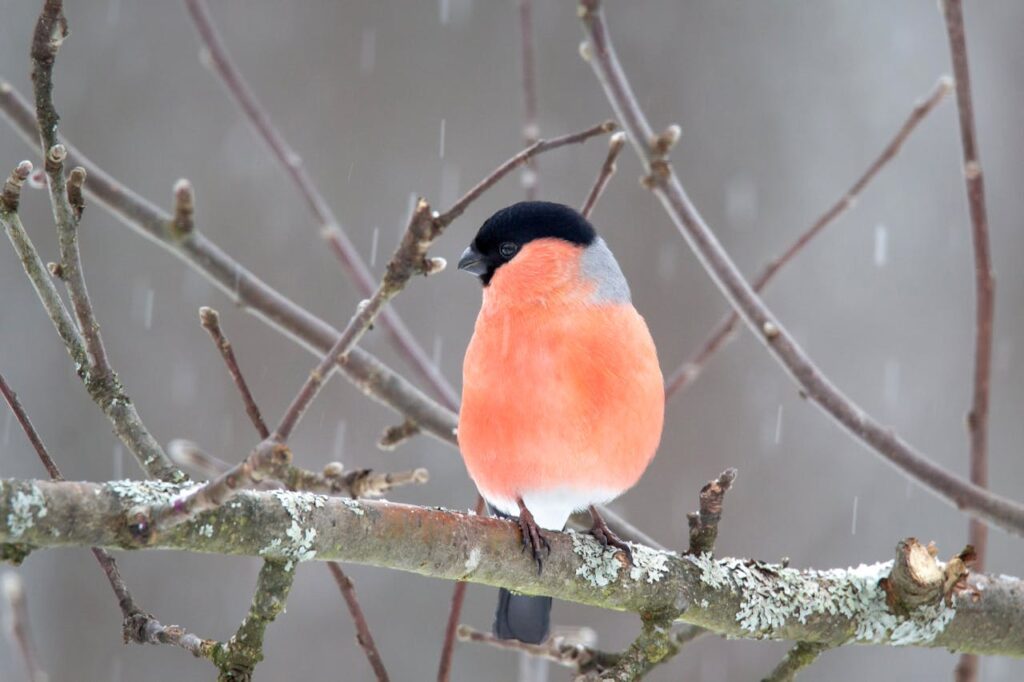 Gile w ogrodzie zimą Gile w ogrodzie