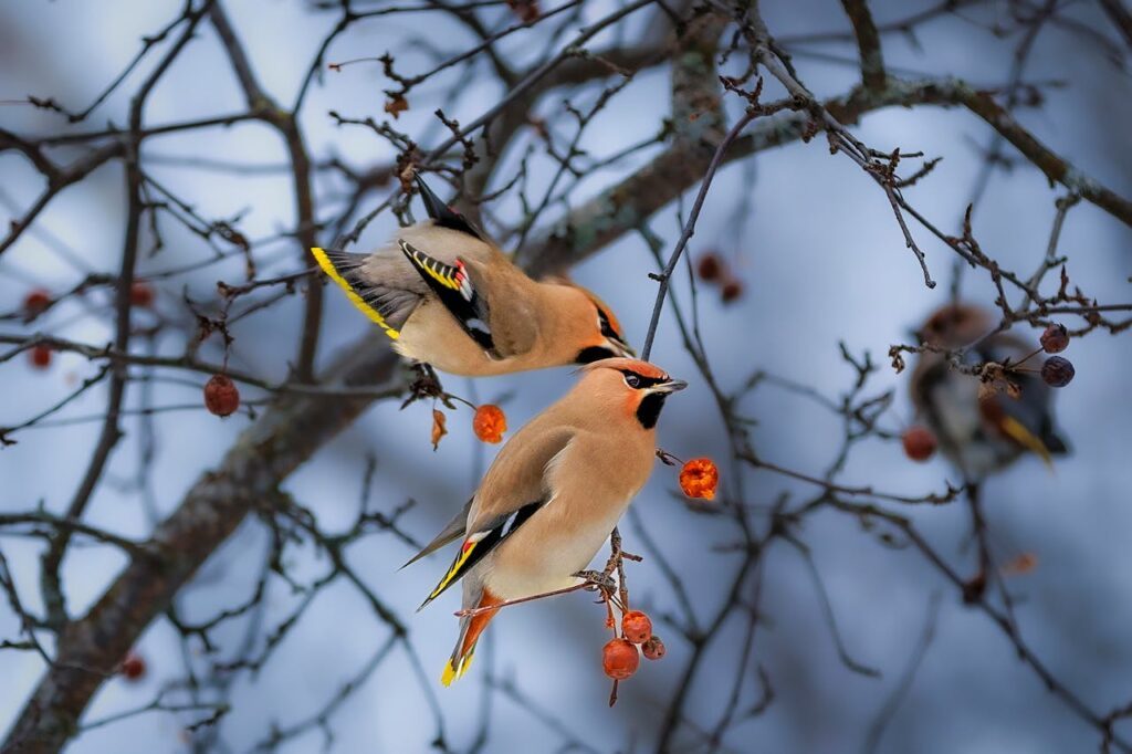 Pokarm dla ptaków na zimę