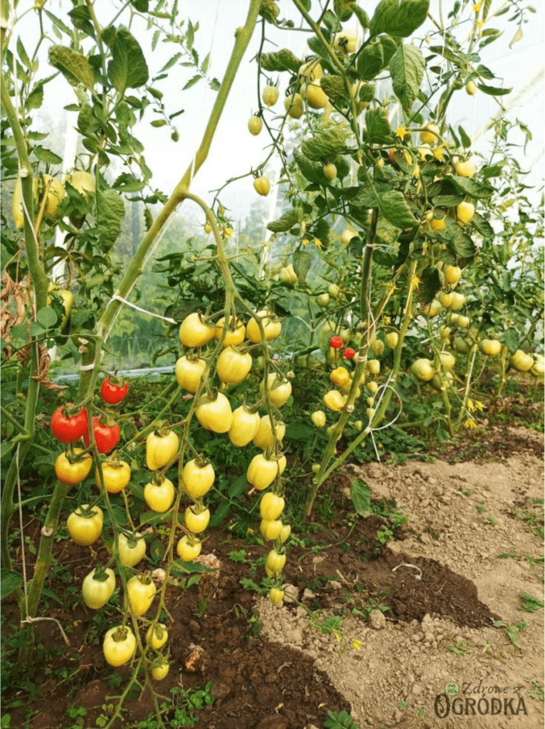 Pomidorki koktajlowe truskawkowe Pomidor koktajlowy truskawkowy