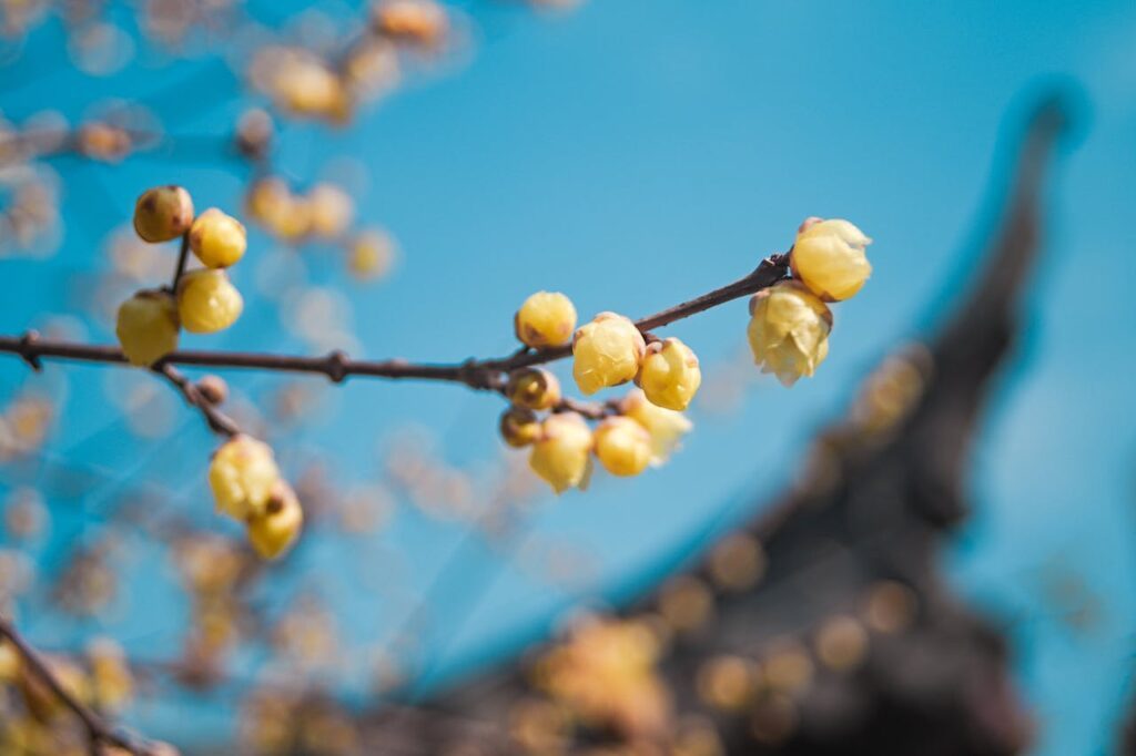 Sezonowe Porady - Luty w Ogrodzie