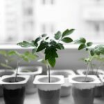 Jak siać pomidory na rozsadę