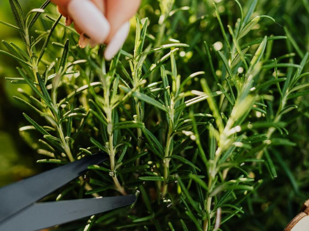 zioła na balkonie - przycinanie