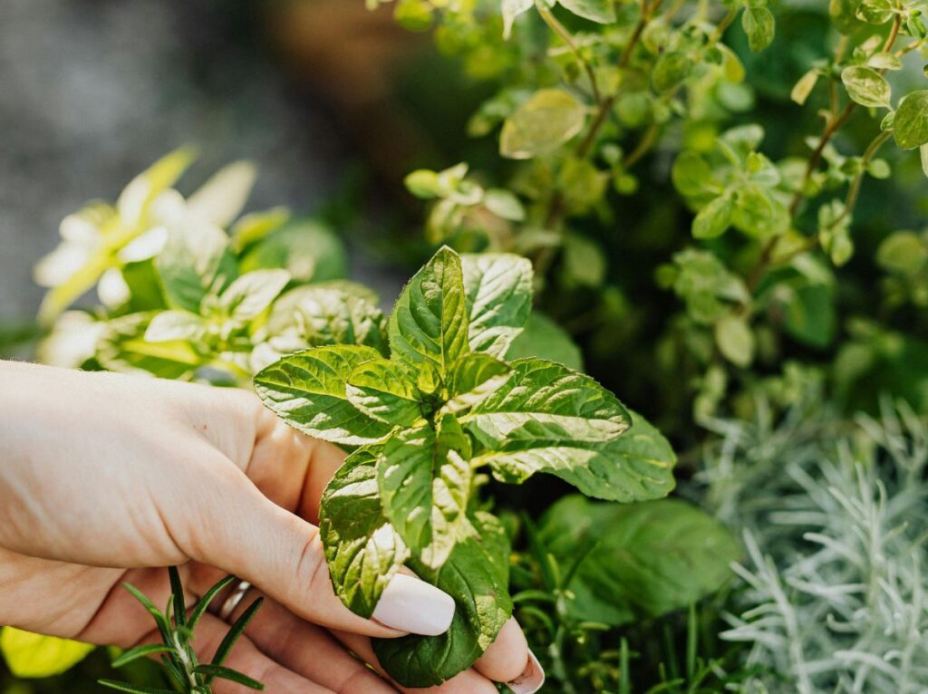 Zioła na balkonie, zielnik w donicze