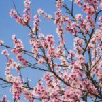 Przycinanie drzew owocowych