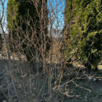 przycinać borówkę amerykańską