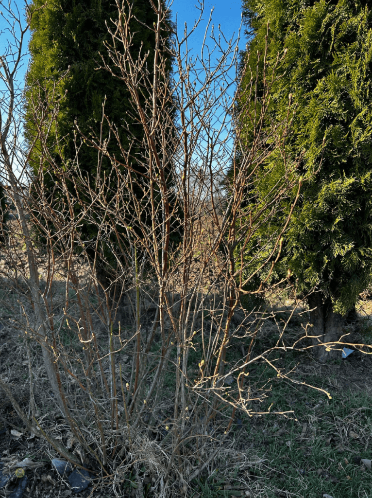 przycinać borówkę amerykańską