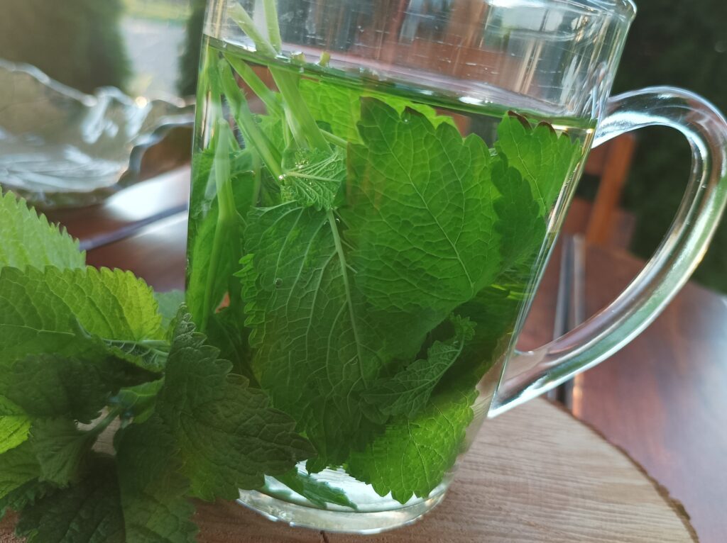 herbata ze świeżej melisy