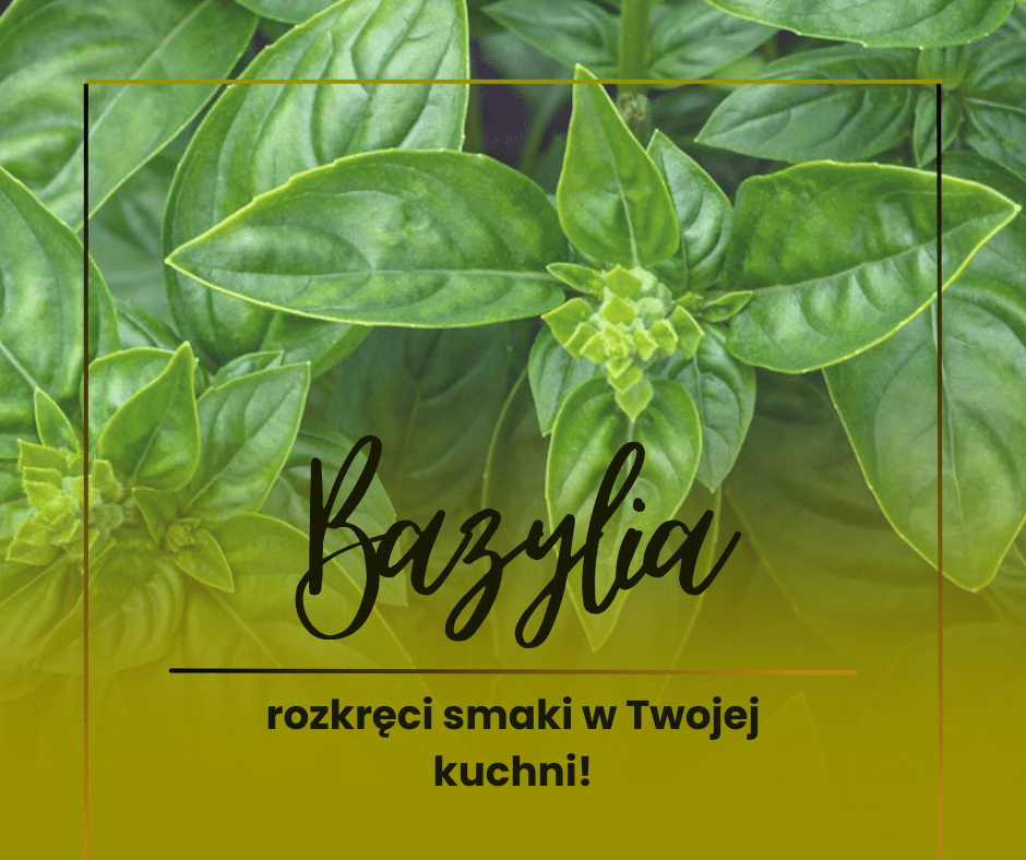 Bazylia cytrynowa Bazylia cytrynowa do czego i jak uprawiać