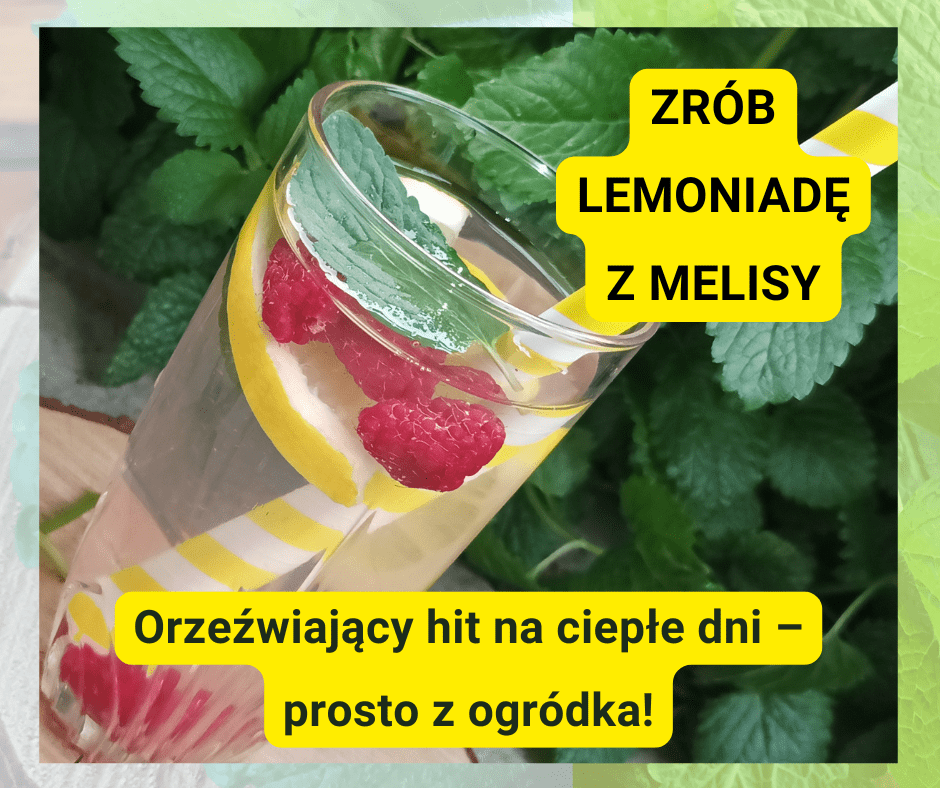 domowa lemoniada z melisy