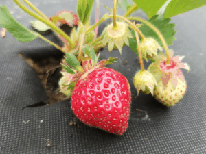 owoce jagodowe truskawki