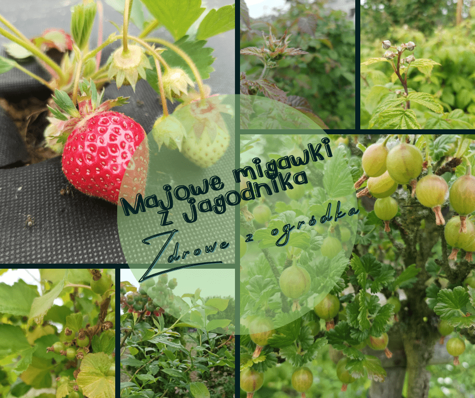 owoce jagodowe jakie to