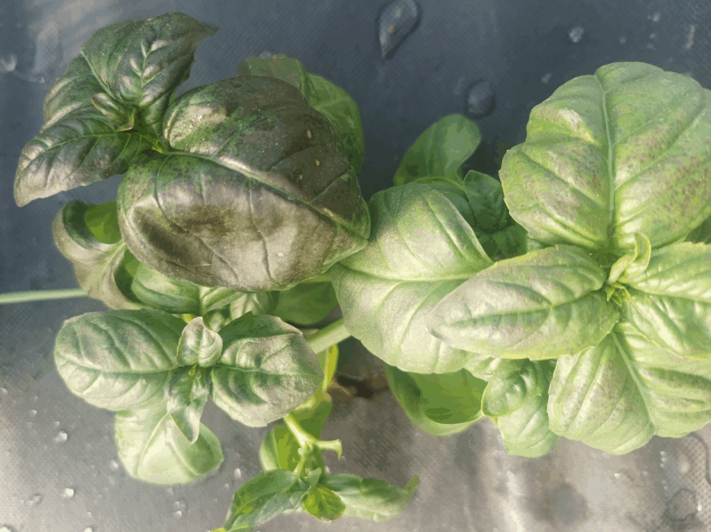 uprawa bazylii w ogrodzie przymrozki Uprawa bazylii w ogrodzie i w donicy