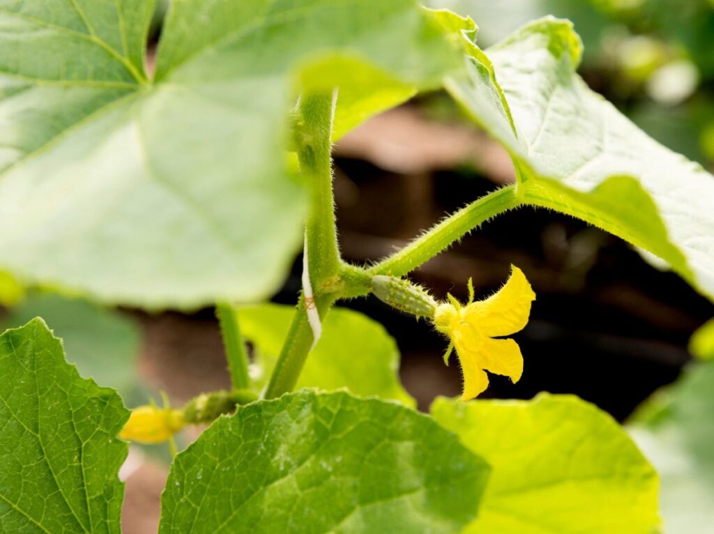 Co można sadzić w sierpniu