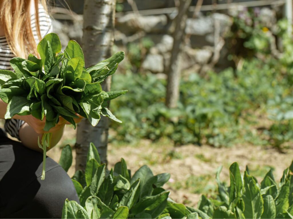 co można siać w sierpniu