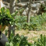 co można siać w sierpniu