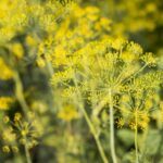 co sadzić po czosnku