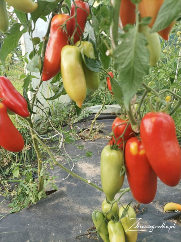 Sos pomidorowy do gołąbków z pomidorów Cornabel