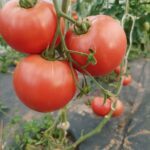 Sos pomidorowy z pomidorów malinowych