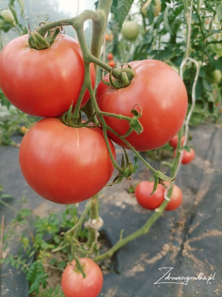 Sos pomidorowy z pomidorów malinowych