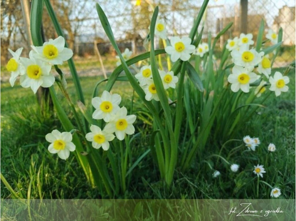 Kiedy sadzić cebulki, wrzesień w ogrodzie, 1
