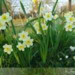 Kiedy sadzić cebulki, wrzesień w ogrodzie, 1