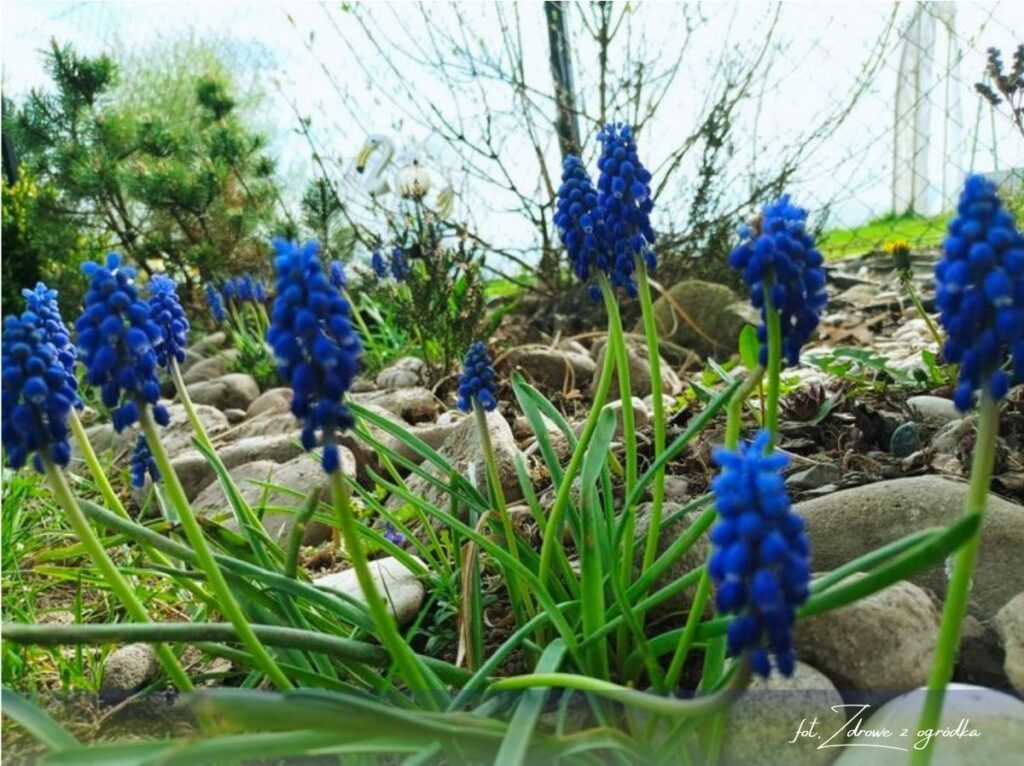 Kiedy sadzić cebulki, wrzesień w ogrodzie, 2