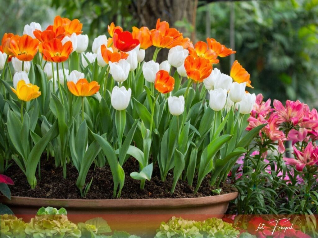 Kiedy sadzić cebulki, wrzesień w ogrodzie, 4