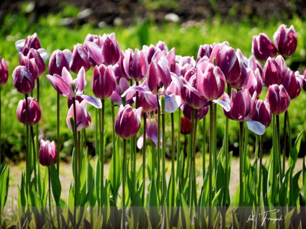 Kiedy sadzić cebulki, wrzesień w ogrodzie, 5