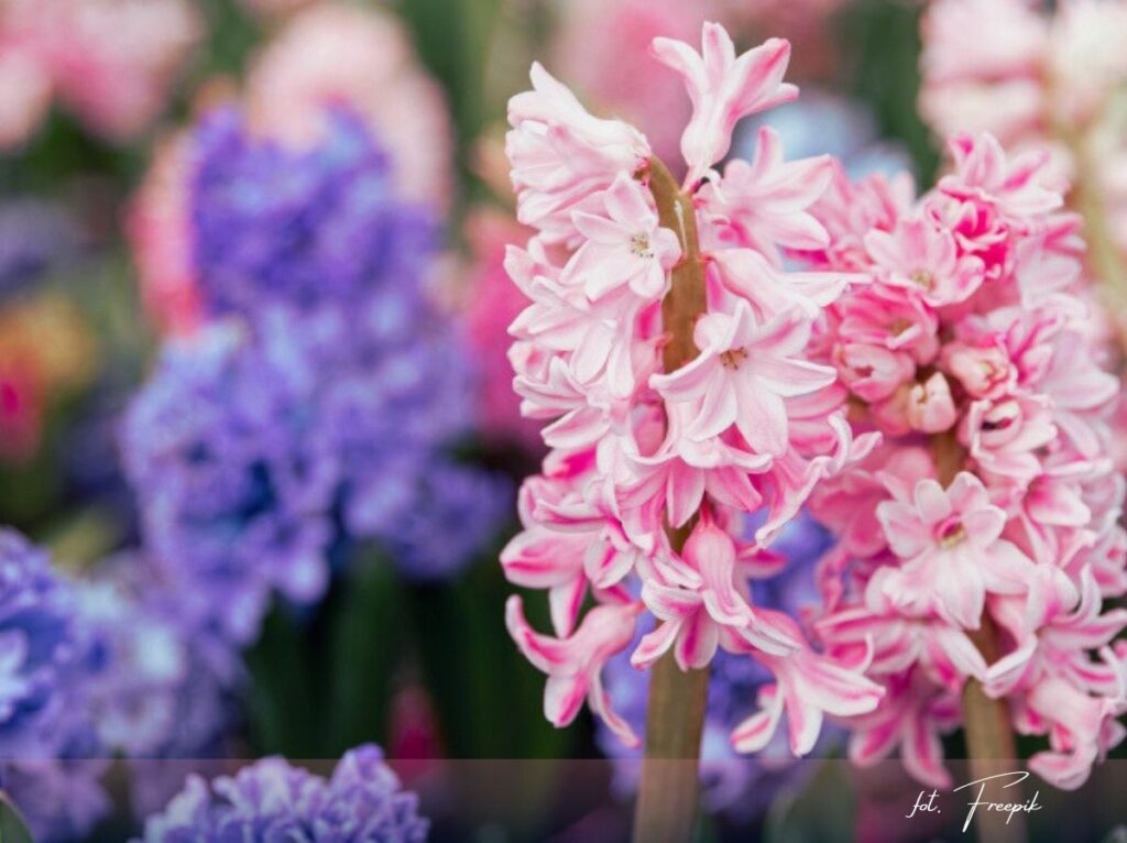 Kiedy sadzić cebulki, wrzesień w ogrodzie, 6