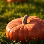 Uprawa dyni, uprawa dyni na polu,