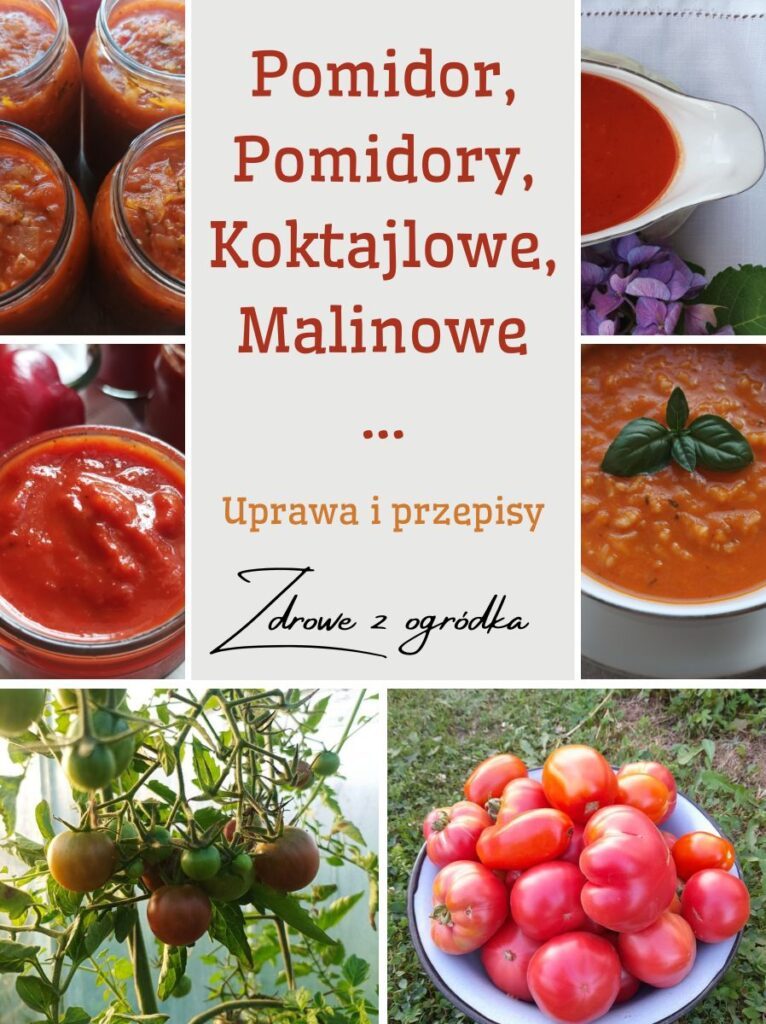 Pomidory, Pomidorki koktajlowe, Uprawa pomidorów, Przepisy z pomidorami