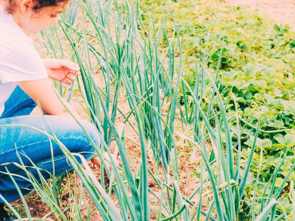 Czym nawozić czosnek