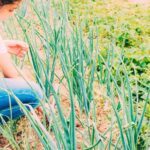 Czym nawozić czosnek