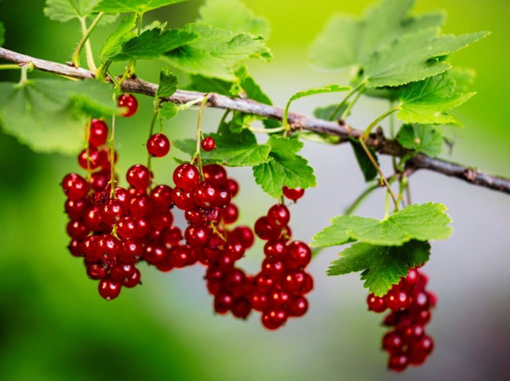 cięcie porzeczki czerwonej