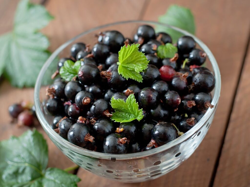 przycinanie porzeczki czarnej