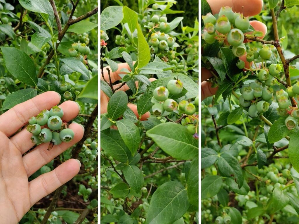 Naturalny nawóz do borówki amerykańskiej